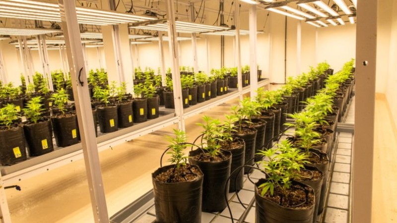 Así es el primer cultivo de cannabis indoor a gran escala en Mendoza