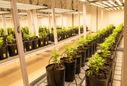 Así es el primer cultivo de cannabis indoor a gran escala en Mendoza