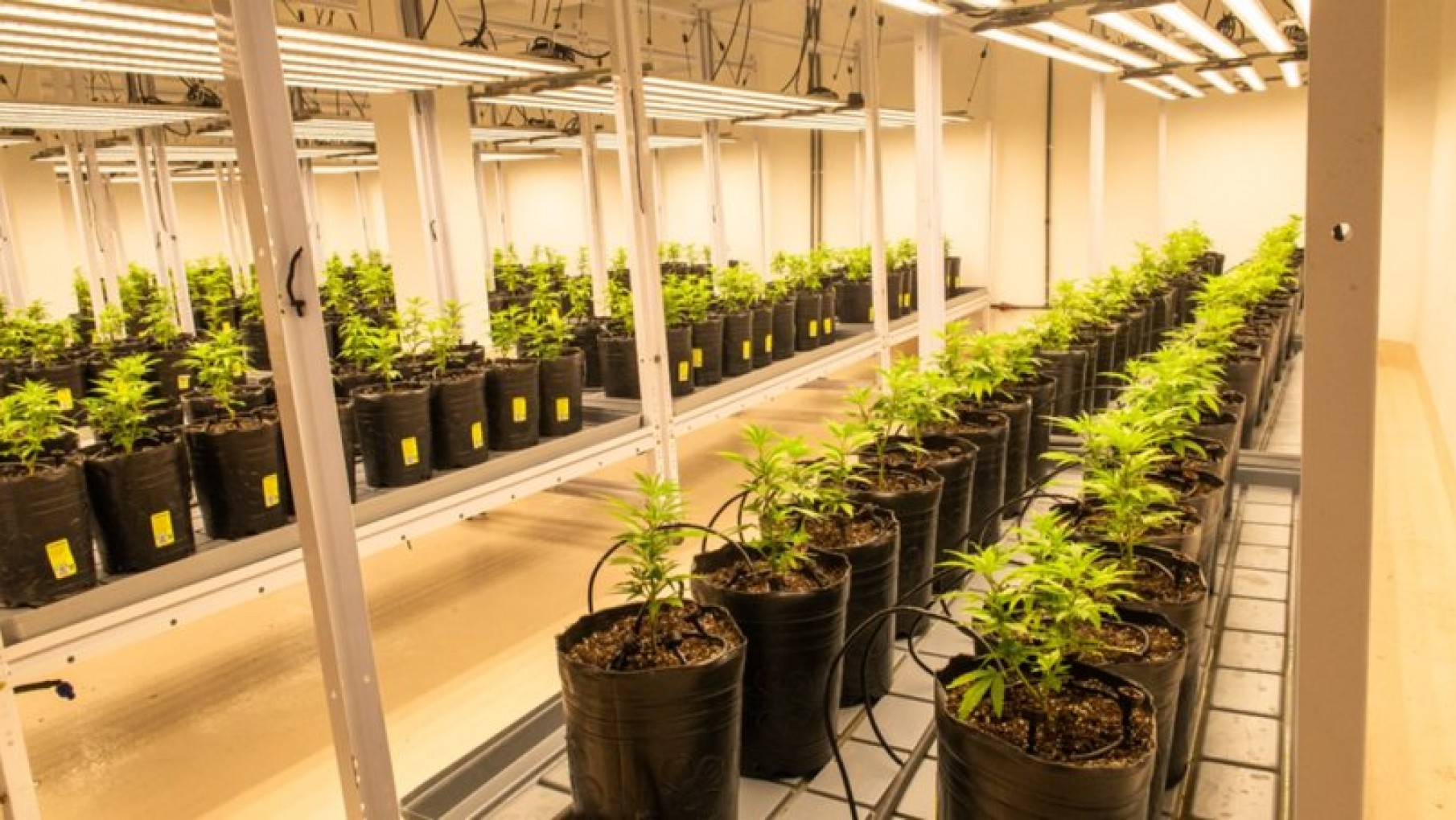 Así es el primer cultivo de cannabis indoor a gran escala en Mendoza