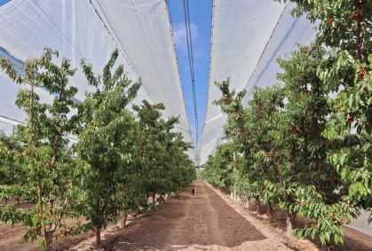 Malla de protección para cerezos: innovación para un sector en crecimiento