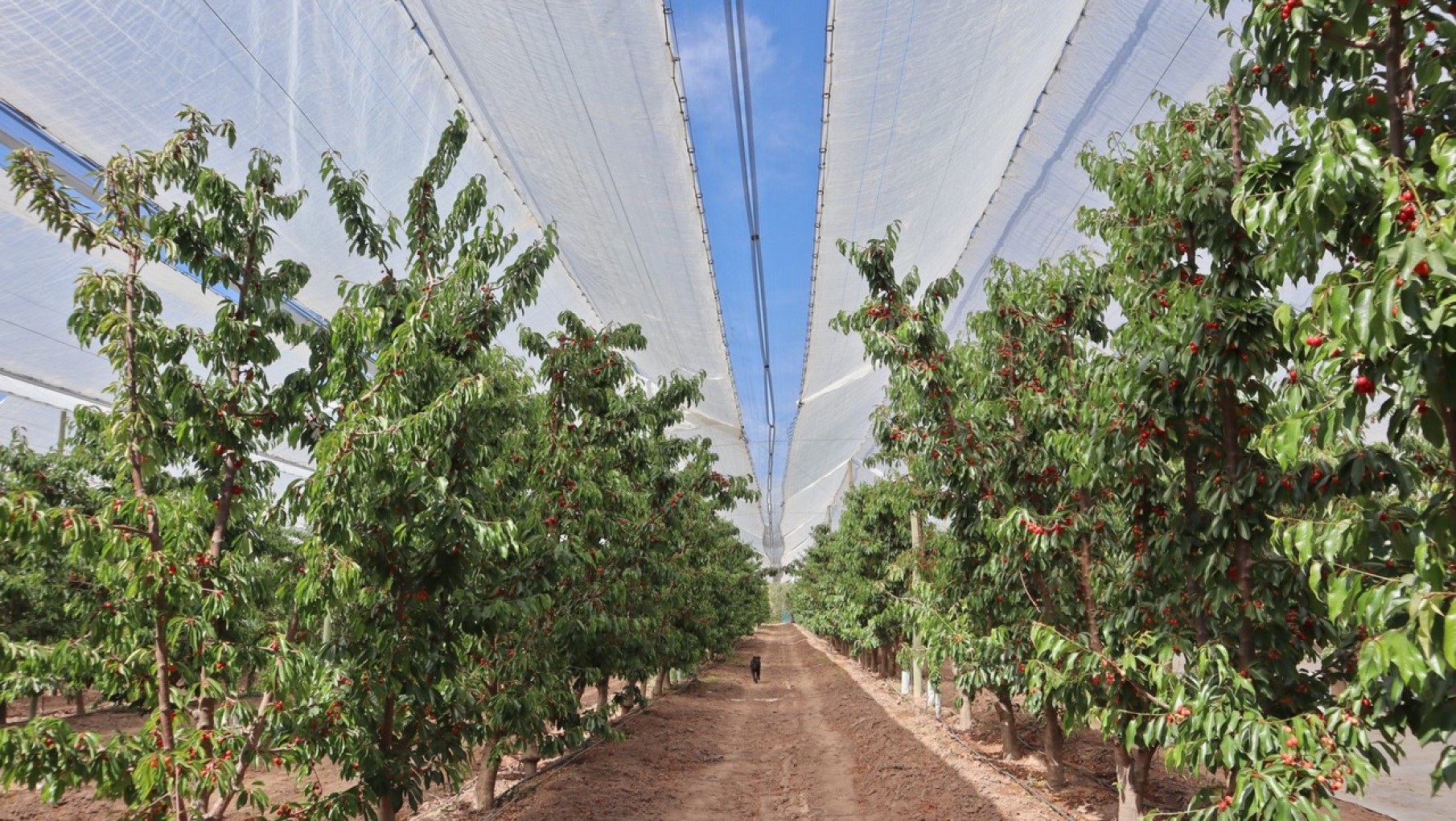 Malla de protección para cerezos: innovación para un sector en crecimiento
