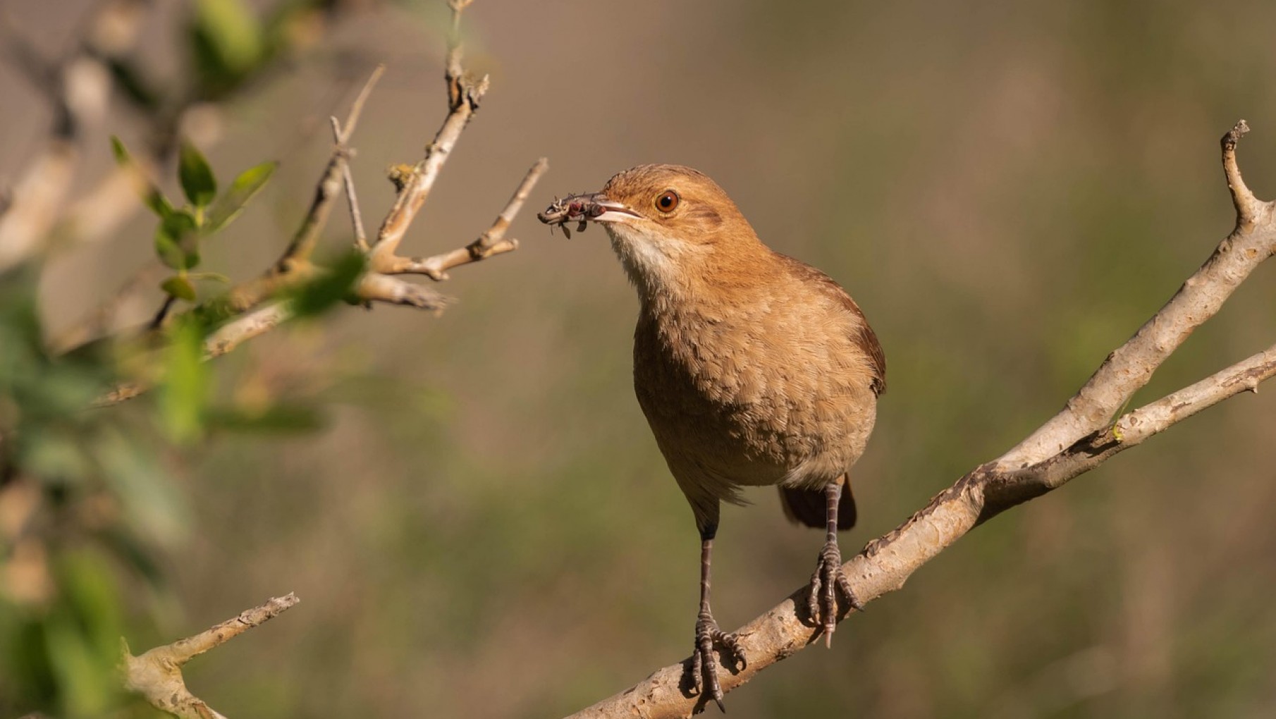Arquitectos de la naturaleza: las lecciones de construcción que le debemos al mundo animal