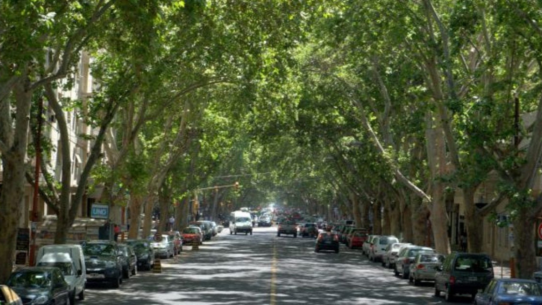 Comienza el Censo del Arbolado Público en el Área Metropolitana