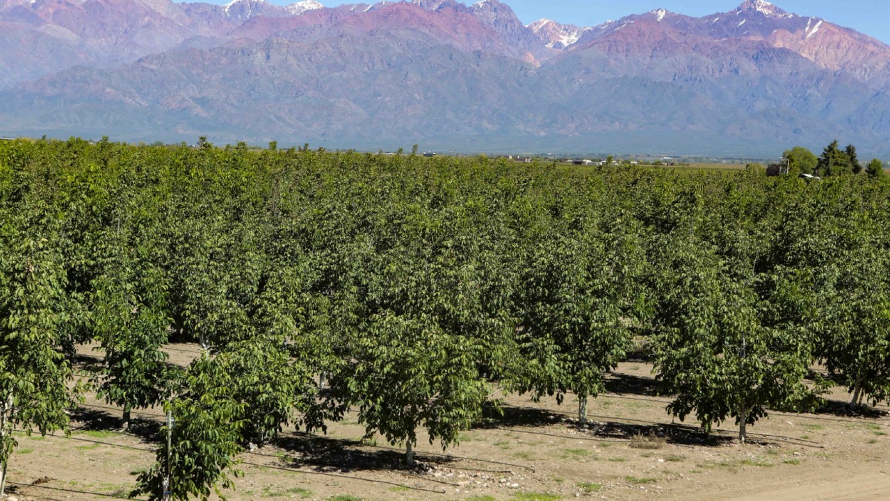 El Grupo Metropol presentó QNUTS