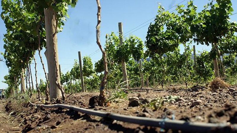 Productores agrícolas apuestan a la inversión para el desarrollo de sus cultivos