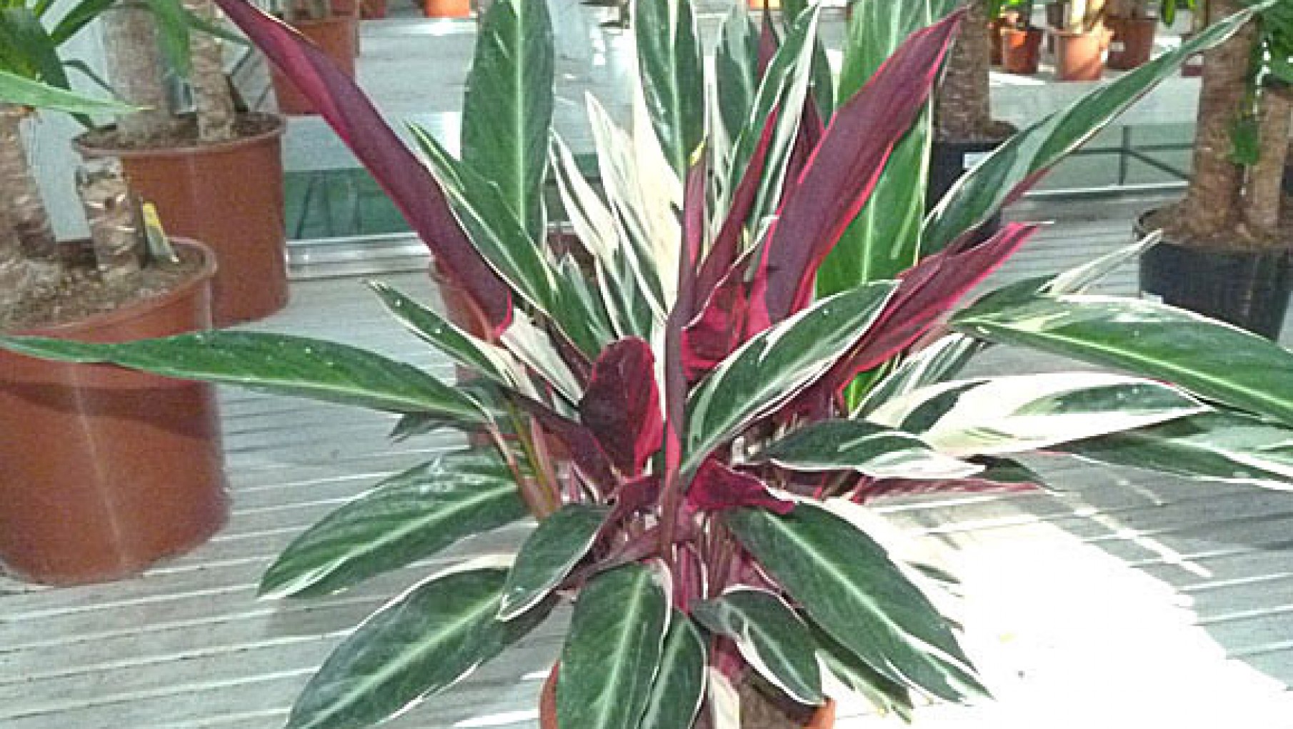 Plantas de interior para decorar tu casa