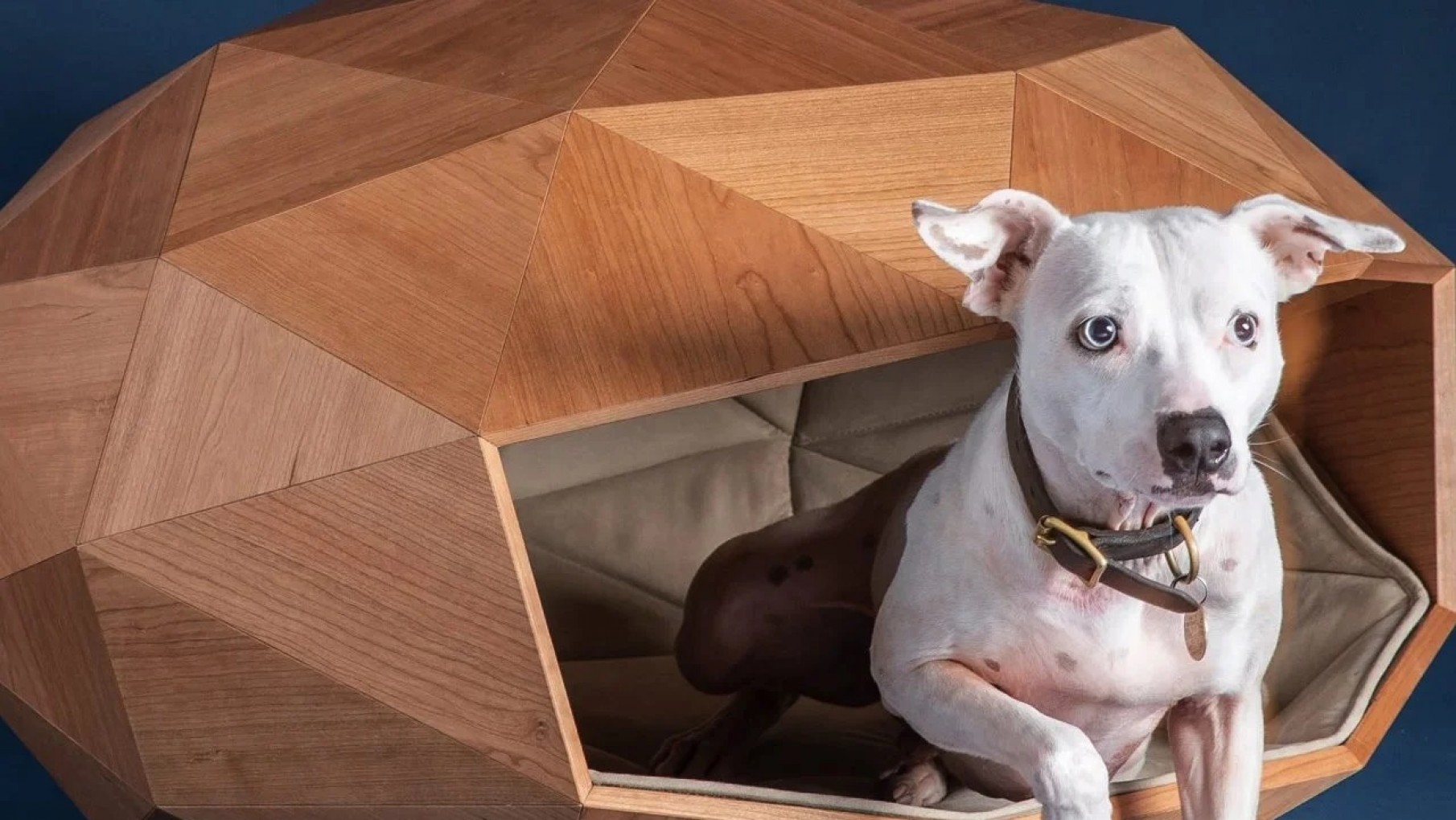 El diseño y la arquitectura le mejoran la vida a tu mascota