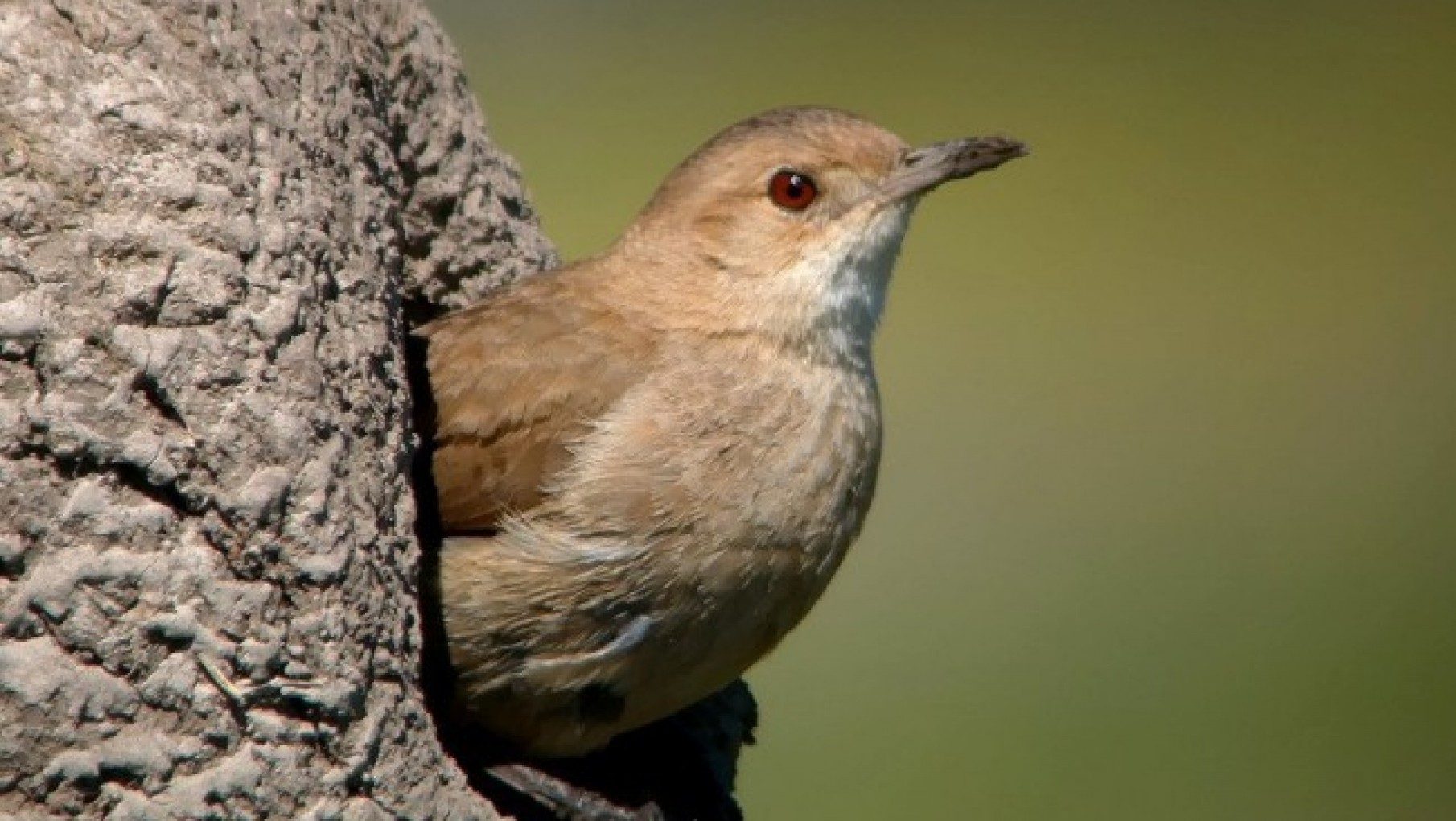 Especialistas argentinos descubrieron un extraño dato sobre la construcción de nidos de horneros