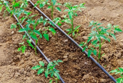Métodos automáticos o más prácticos de mantener las plantas hidratadas