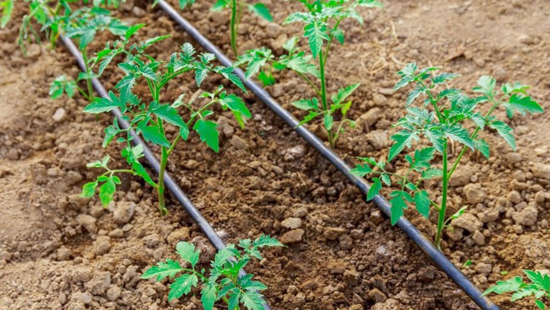 Métodos automáticos o más prácticos de mantener las plantas hidratadas