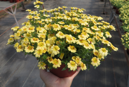 Logro argentino: conocé cómo desarrollaron esta nueva planta ideal para tu jardín