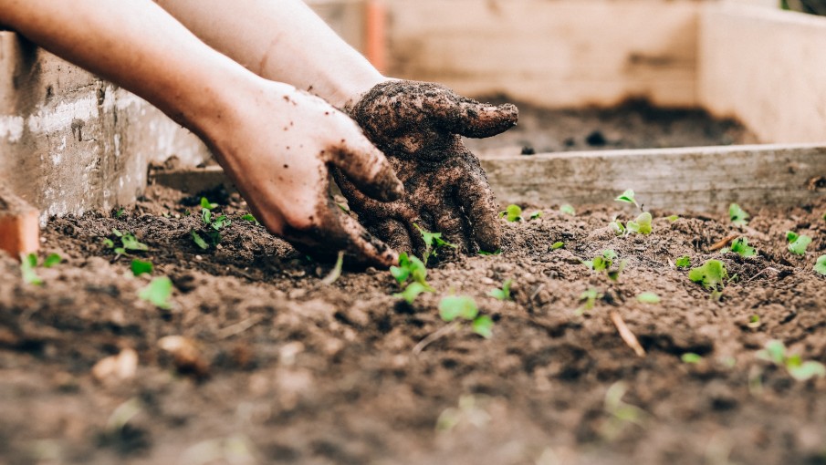 Consejos para renovar tu huerta en verano   