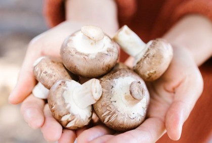 Hongos en tu huerta: te contamos cómo obtener este nutritivo alimento  
