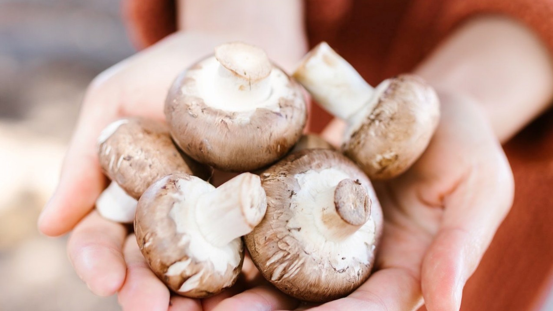 Hongos en tu huerta: te contamos cómo obtener este nutritivo alimento