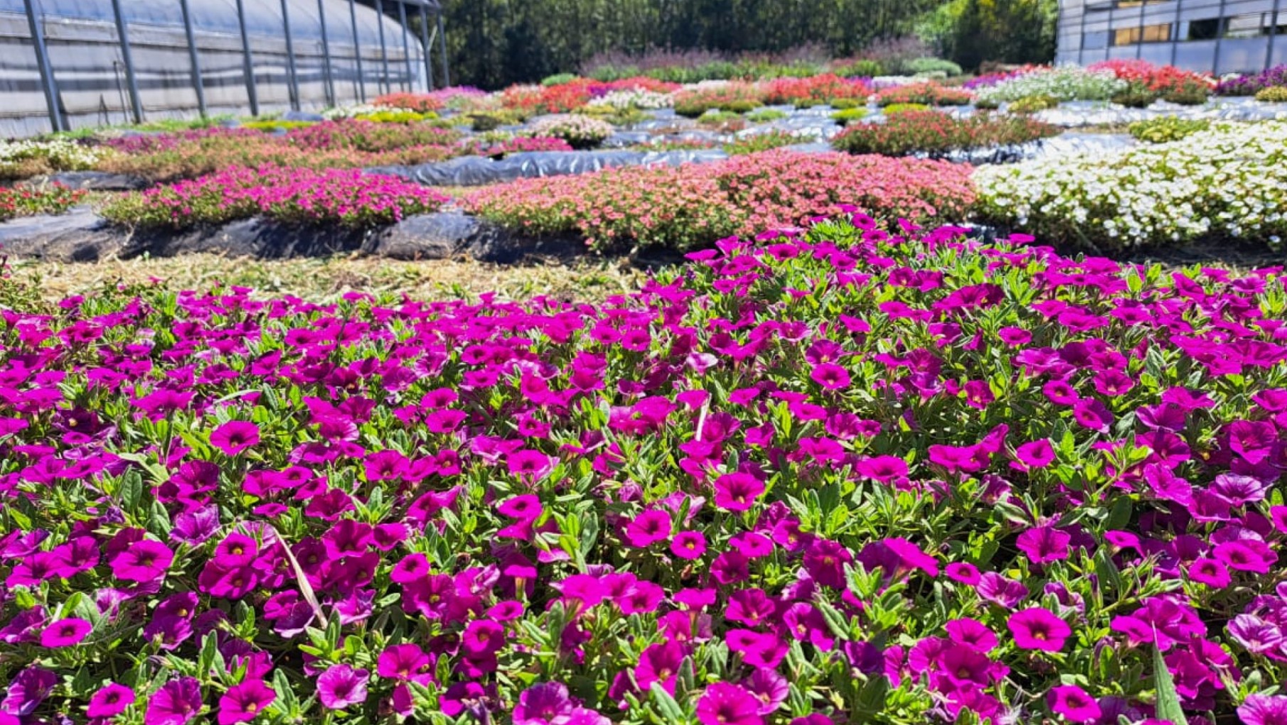 Crece la tendencia de utilizar plantas y flores nativas en todo tipo jardines